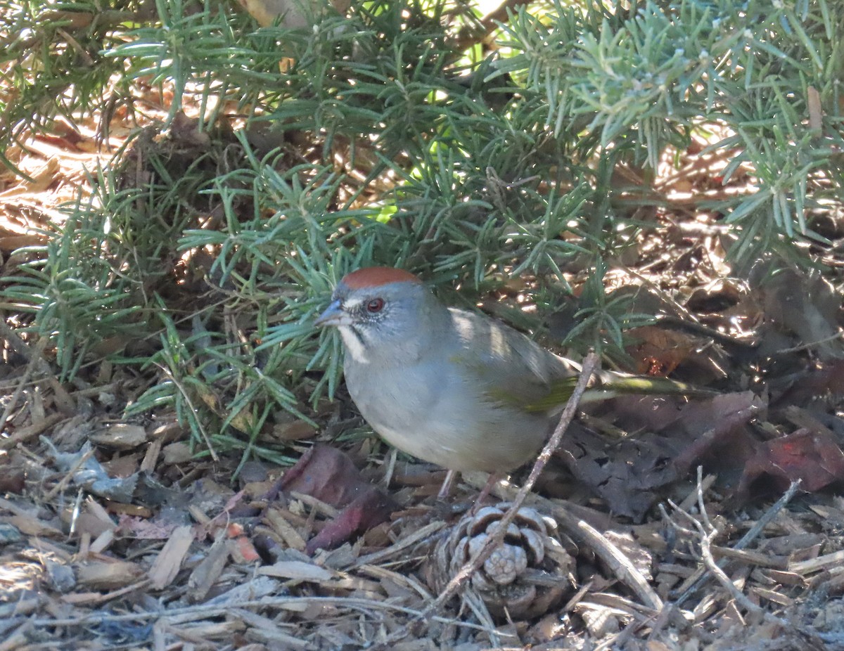 Toquí Coliverde - ML646432605