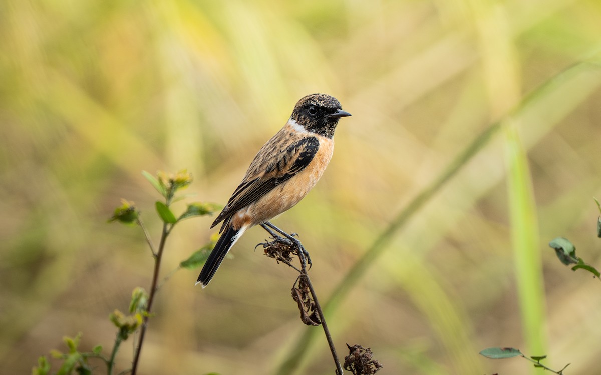 bramborníček východoasijský - ML646432607