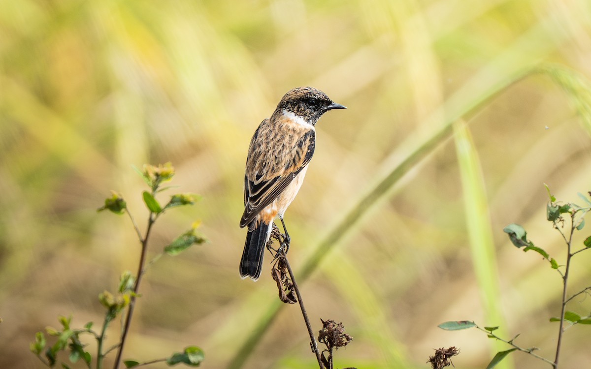 bramborníček východoasijský - ML646432608