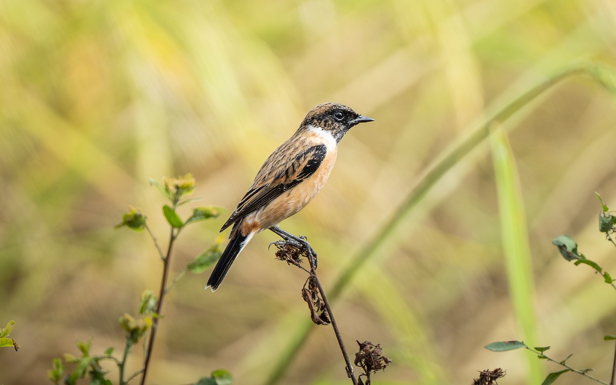 bramborníček východoasijský - ML646432609