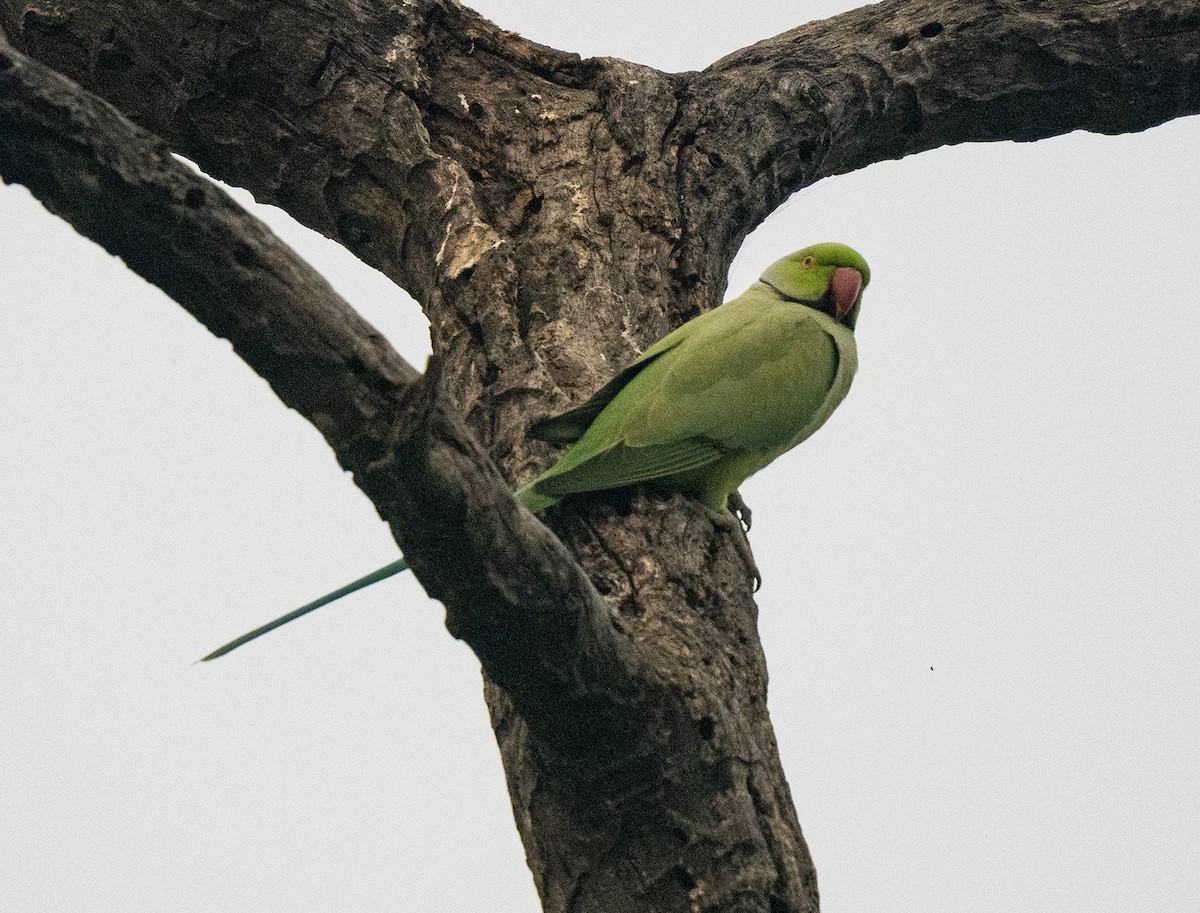 Perruche à collier - ML646432615