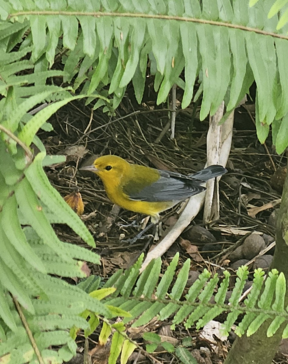 Prothonotary Warbler - ML646432616