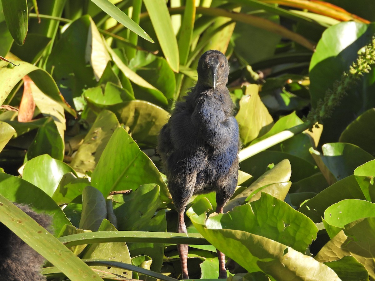 Australasian Swamphen - ML646432618