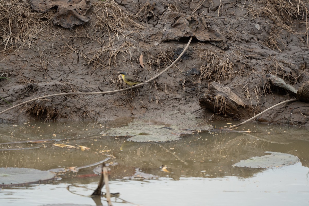 konipas východní - ML646432619