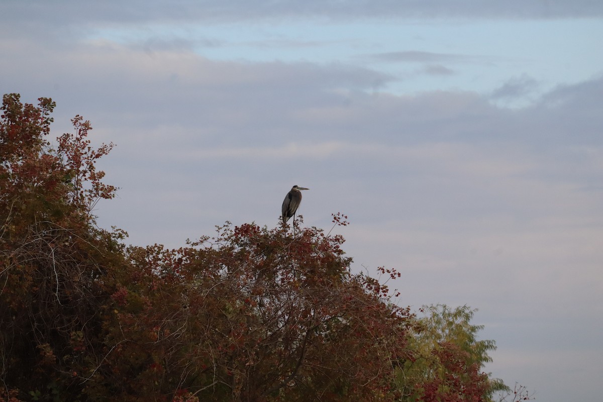 Great Blue Heron - ML646432620