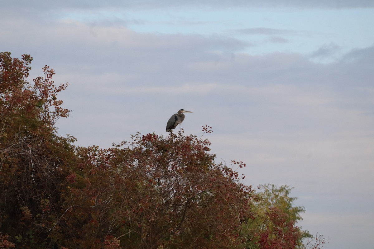 Great Blue Heron - ML646432621