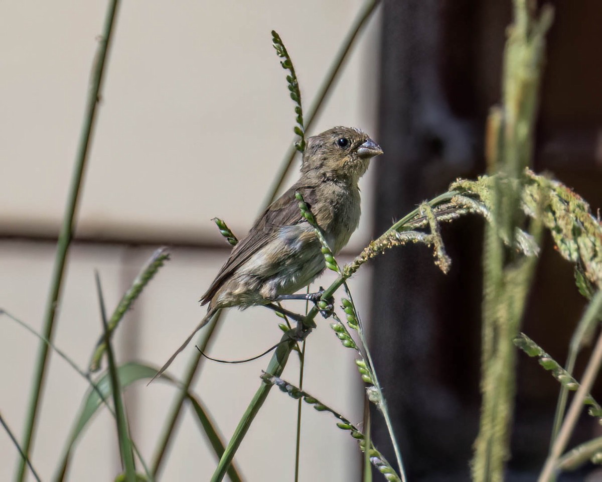 Sporophila sp. - ML646432622