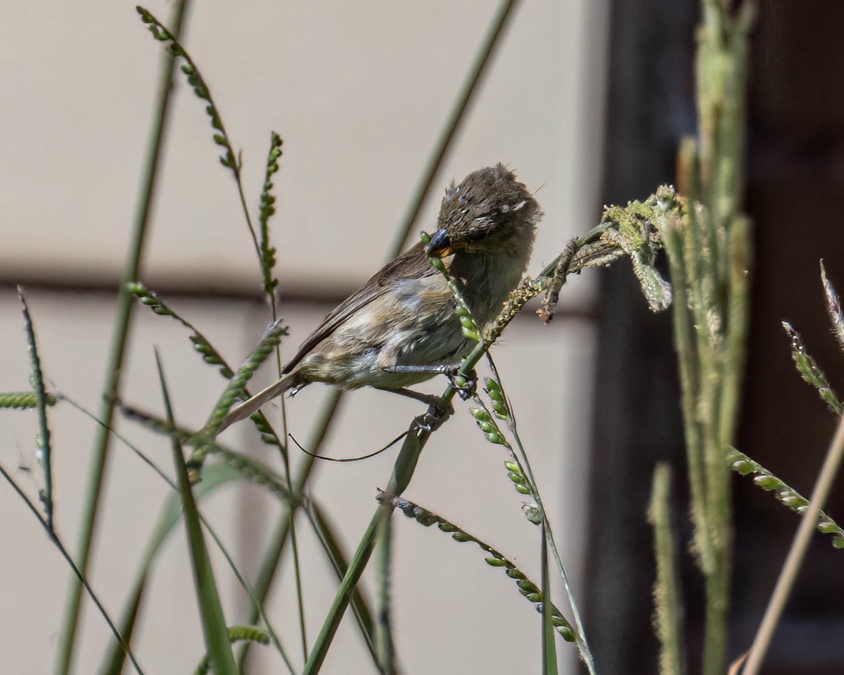 Sporophila sp. - ML646432623