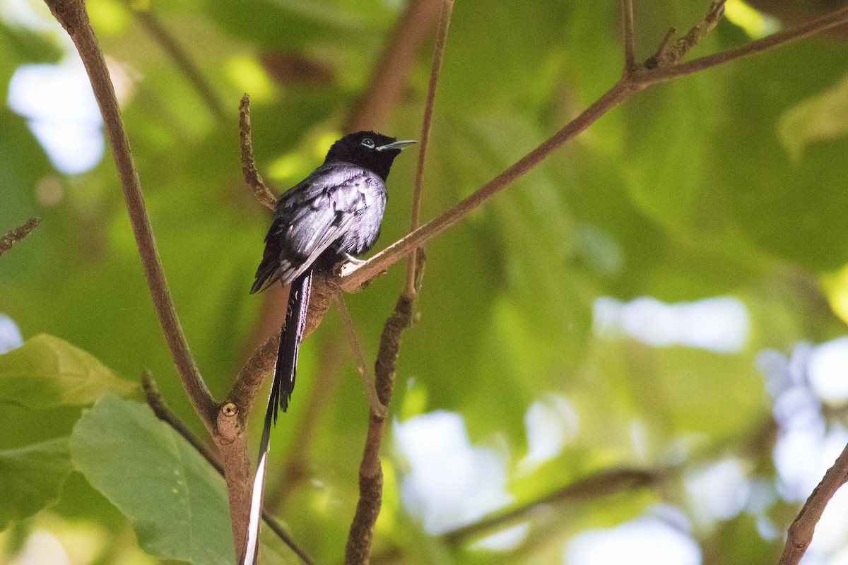 Seychelles Paradise-Flycatcher - ML646432624