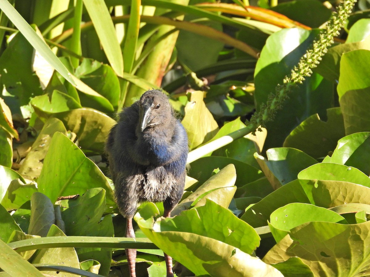 Australasian Swamphen - ML646432625