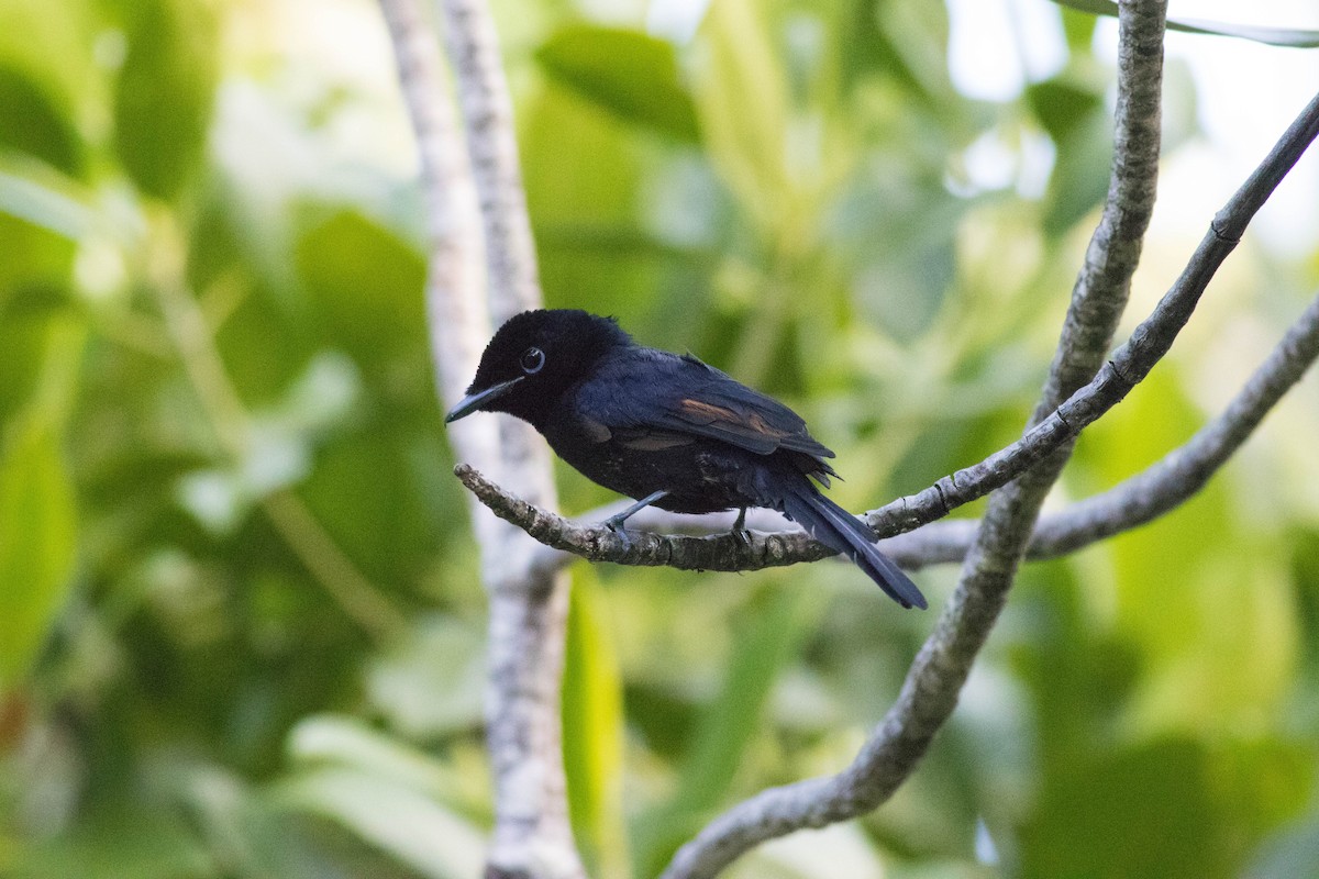 Seychelles Paradise-Flycatcher - ML646432626
