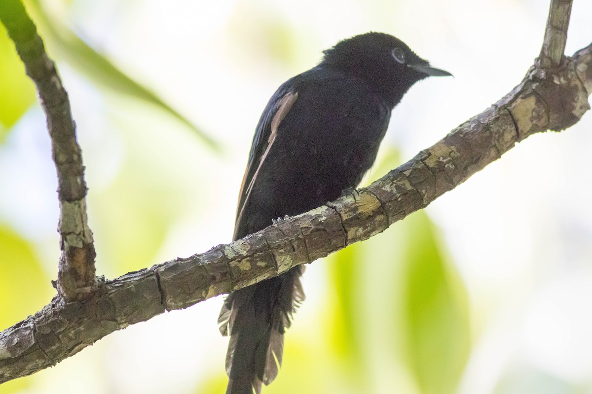 Seychelles Paradise-Flycatcher - ML646432627