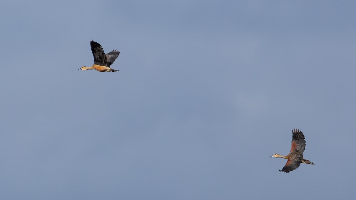 Lesser Whistling-Duck - ML646432628
