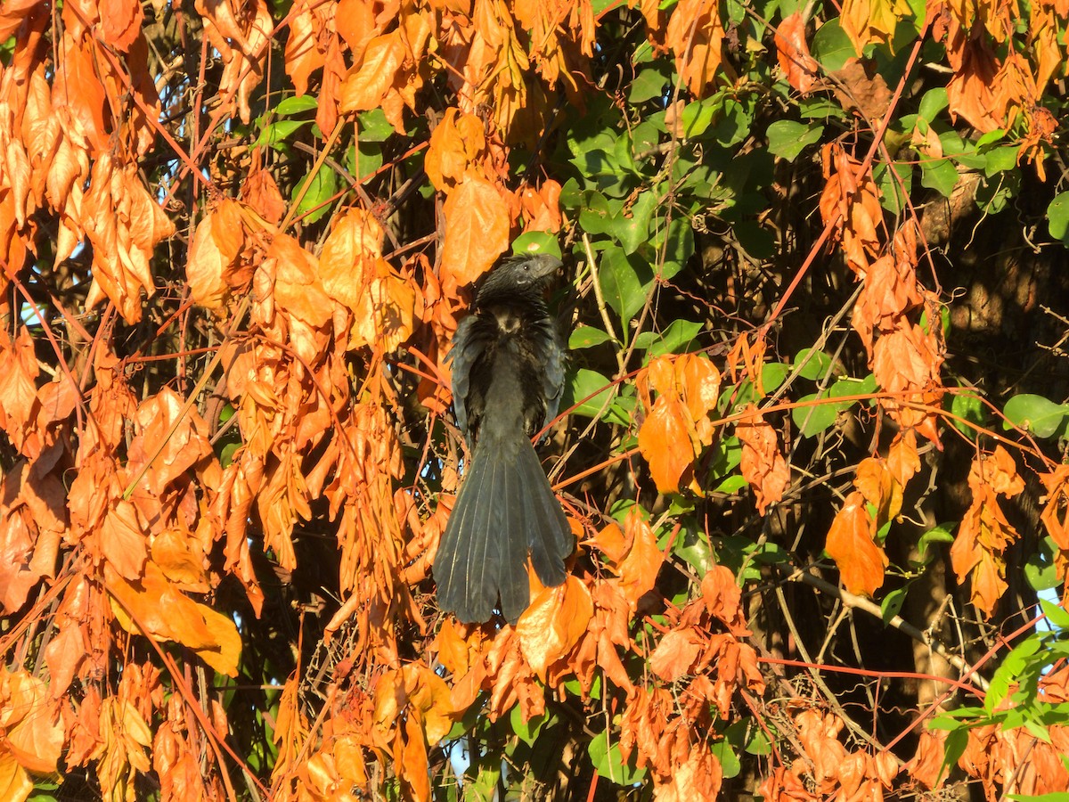 Groove-billed Ani - ML646432629