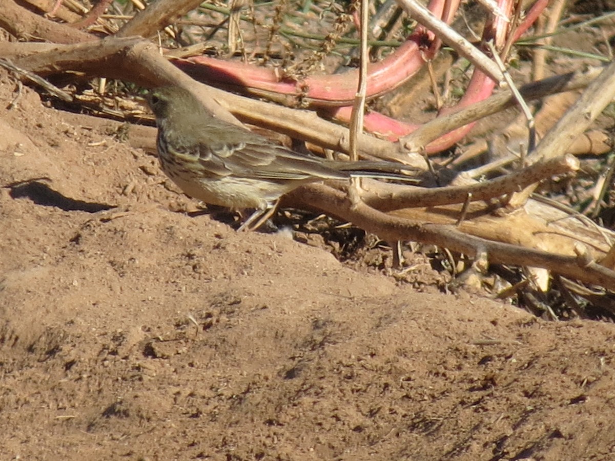 American Pipit - ML646432630