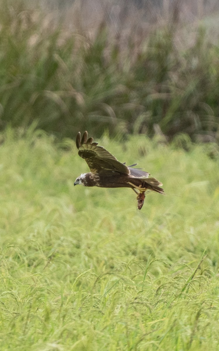 Eastern Marsh Harrier - ML646432631