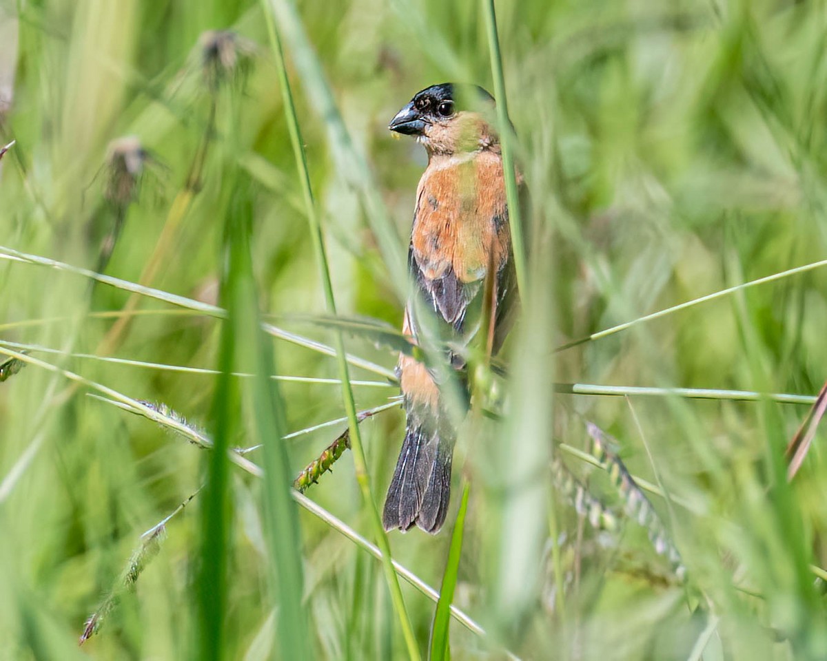 Copper Seedeater - ML646432633
