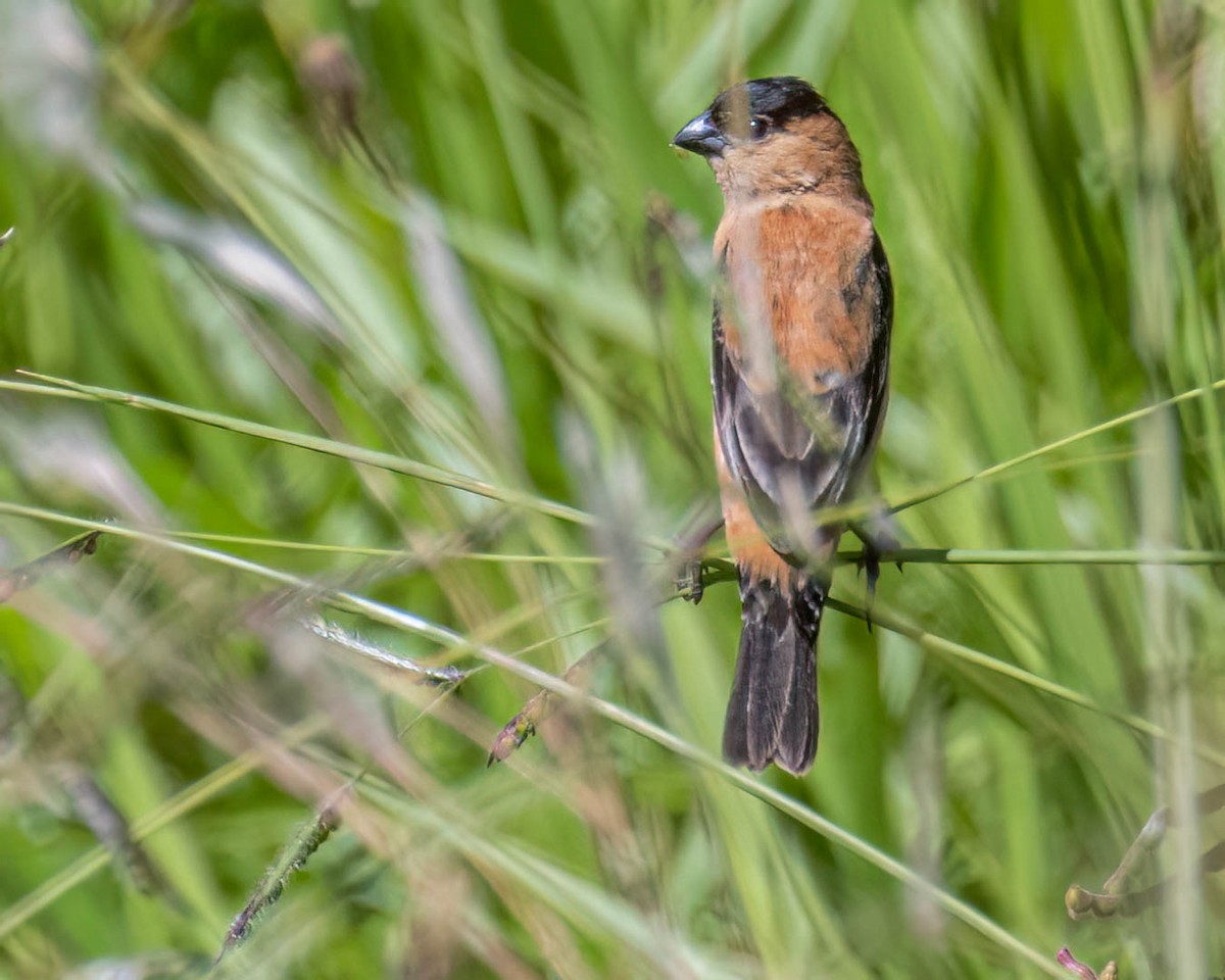 Copper Seedeater - ML646432634