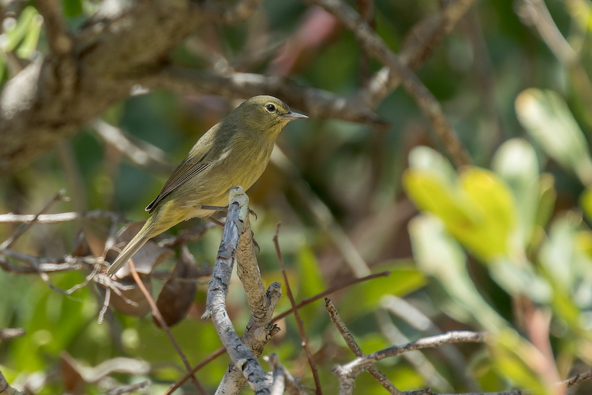 Orange-crowned Warbler - ML646432635