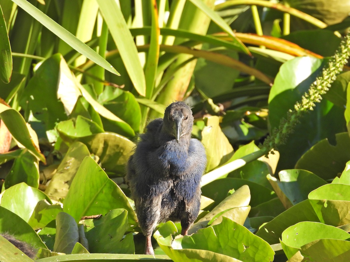 Australasian Swamphen - ML646432636