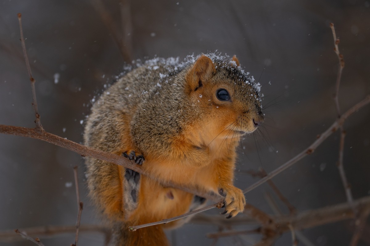 Eastern Fox Squirrel - ML646432637