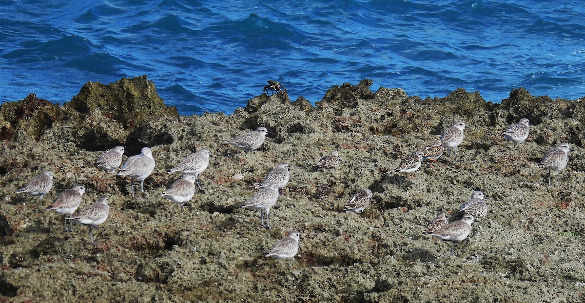 Semipalmated Plover - ML646432638