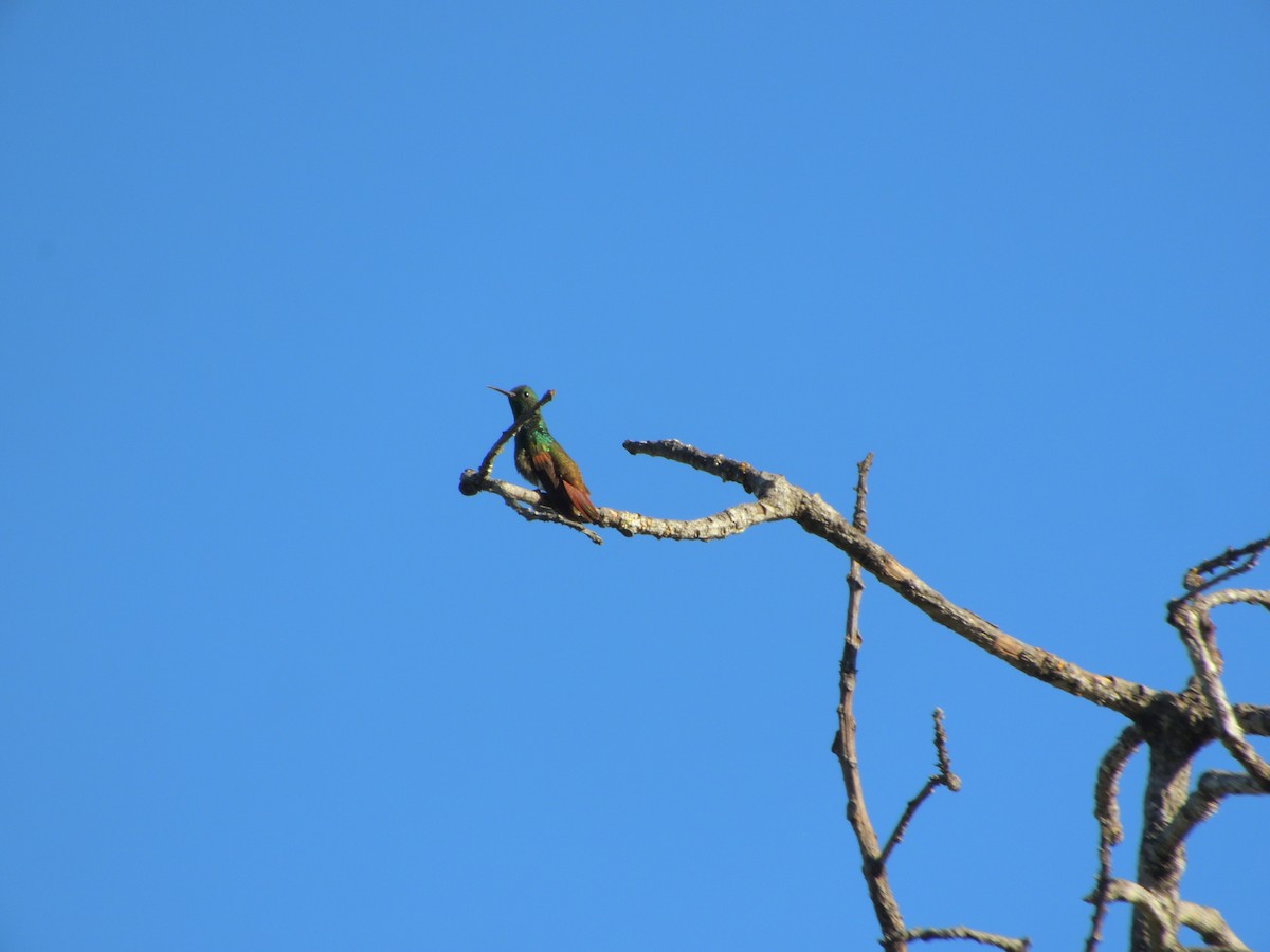 Berylline Hummingbird - ML646432639