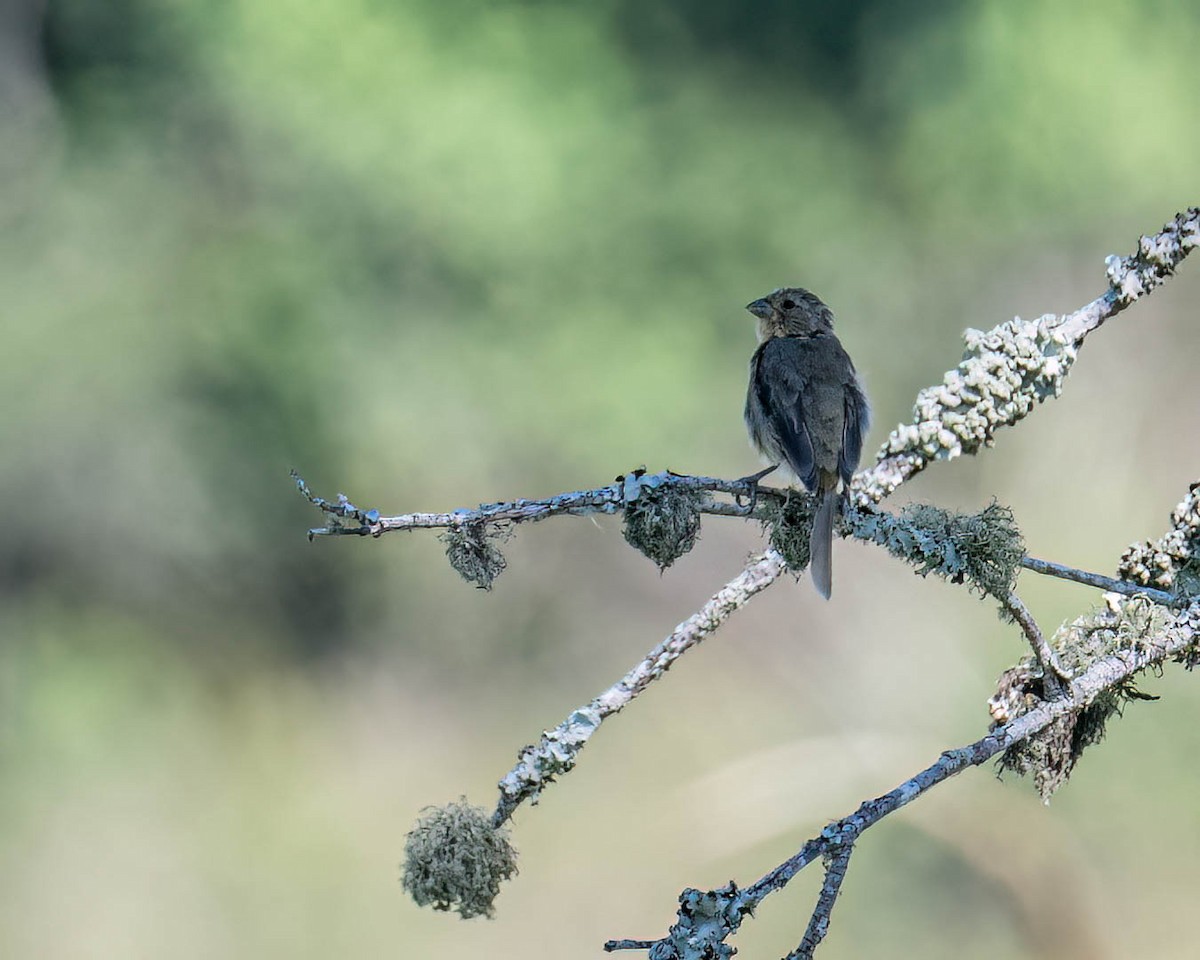 Sporophila sp. - ML646432640