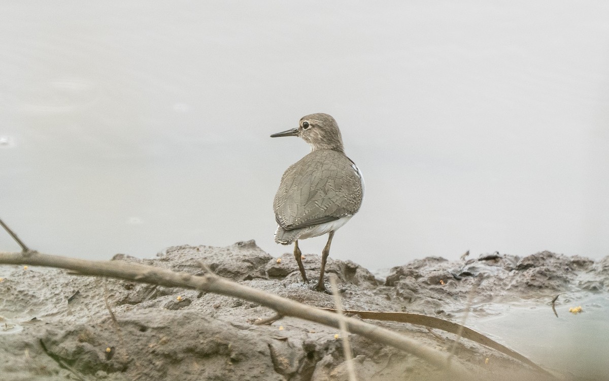 Common Sandpiper - ML646432641