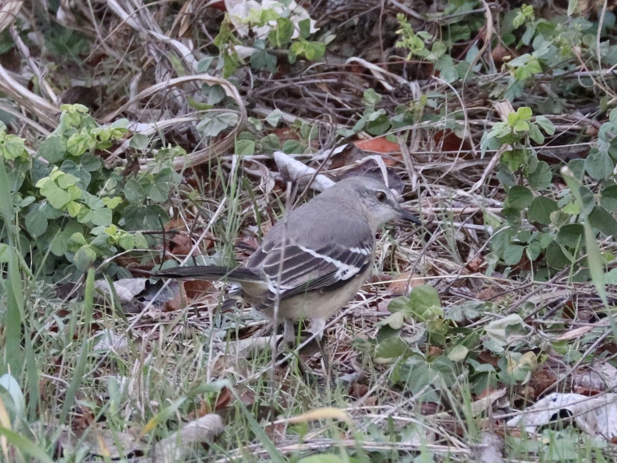 Northern Mockingbird - ML646432642