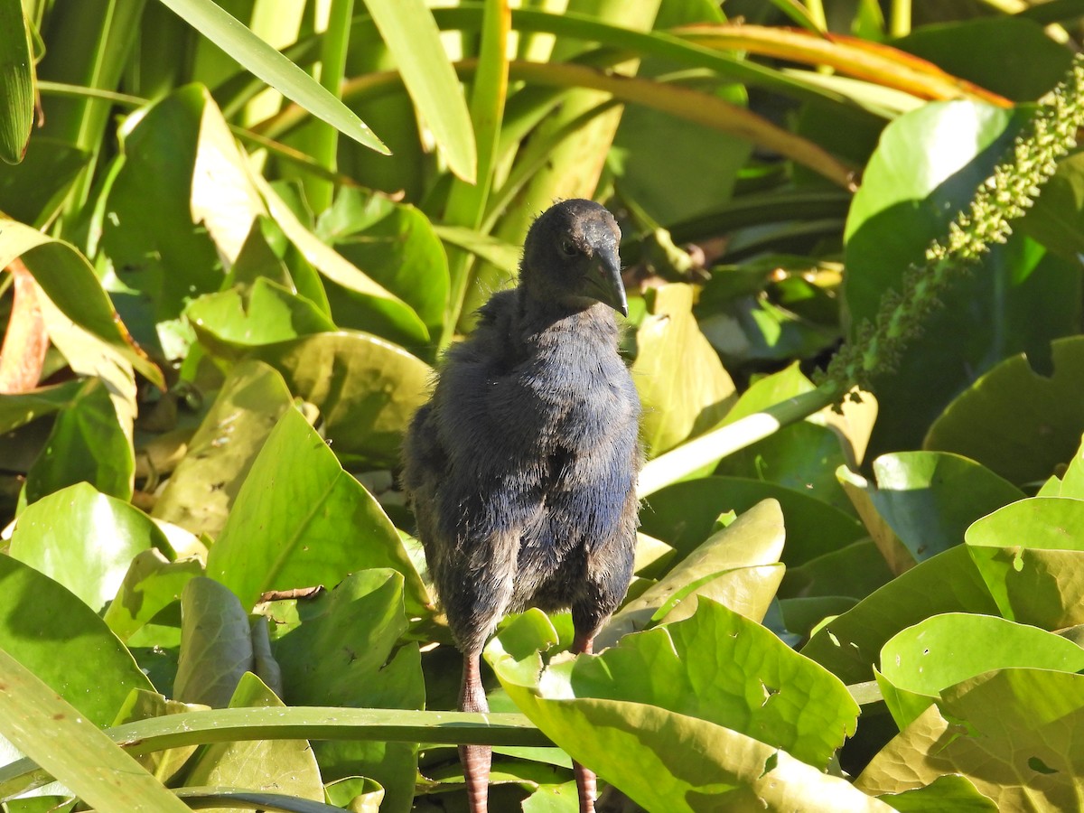 Australasian Swamphen - ML646432643