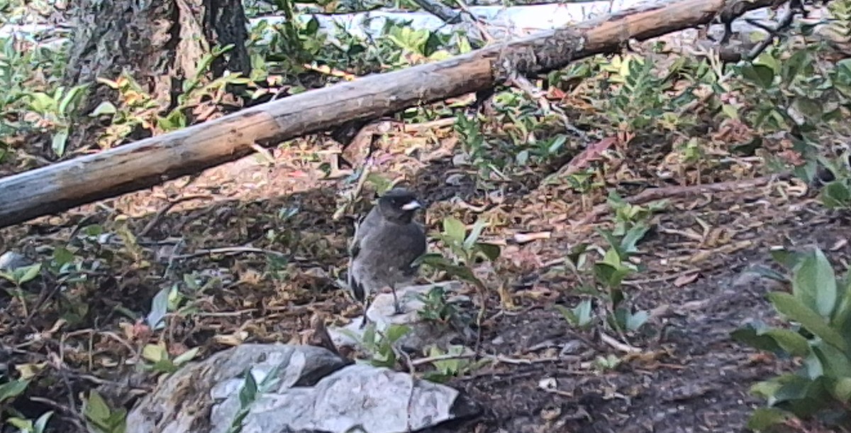 Canada Jay (Pacific) - ML646432644