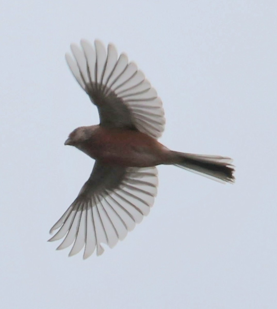 Long-tailed Rosefinch - ML646432647