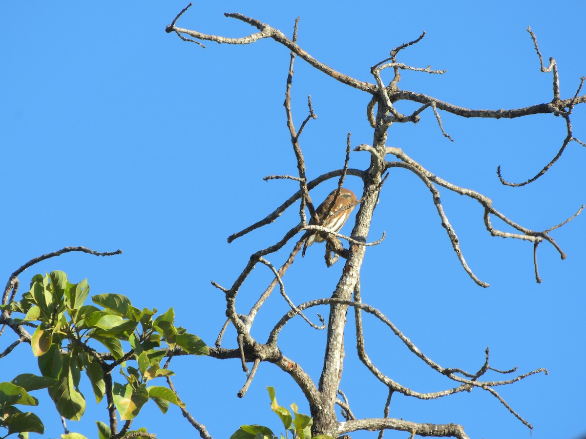 Ferruginous Pygmy-Owl - ML646432648