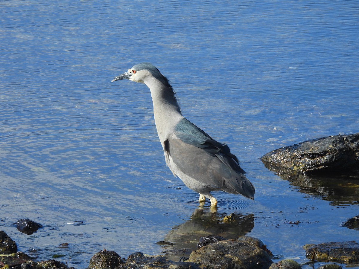 Black-crowned Night Heron (Falklands) - ML646432649