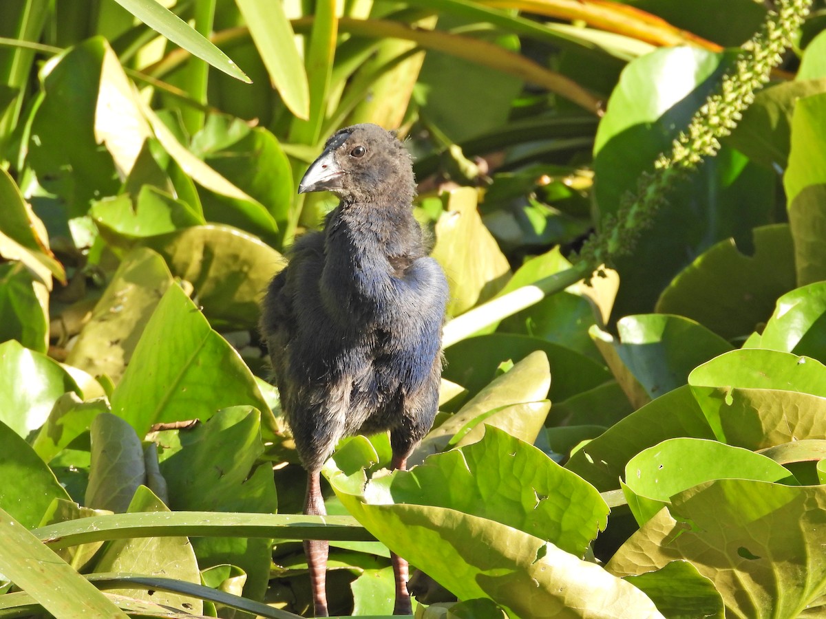 Australasian Swamphen - ML646432650