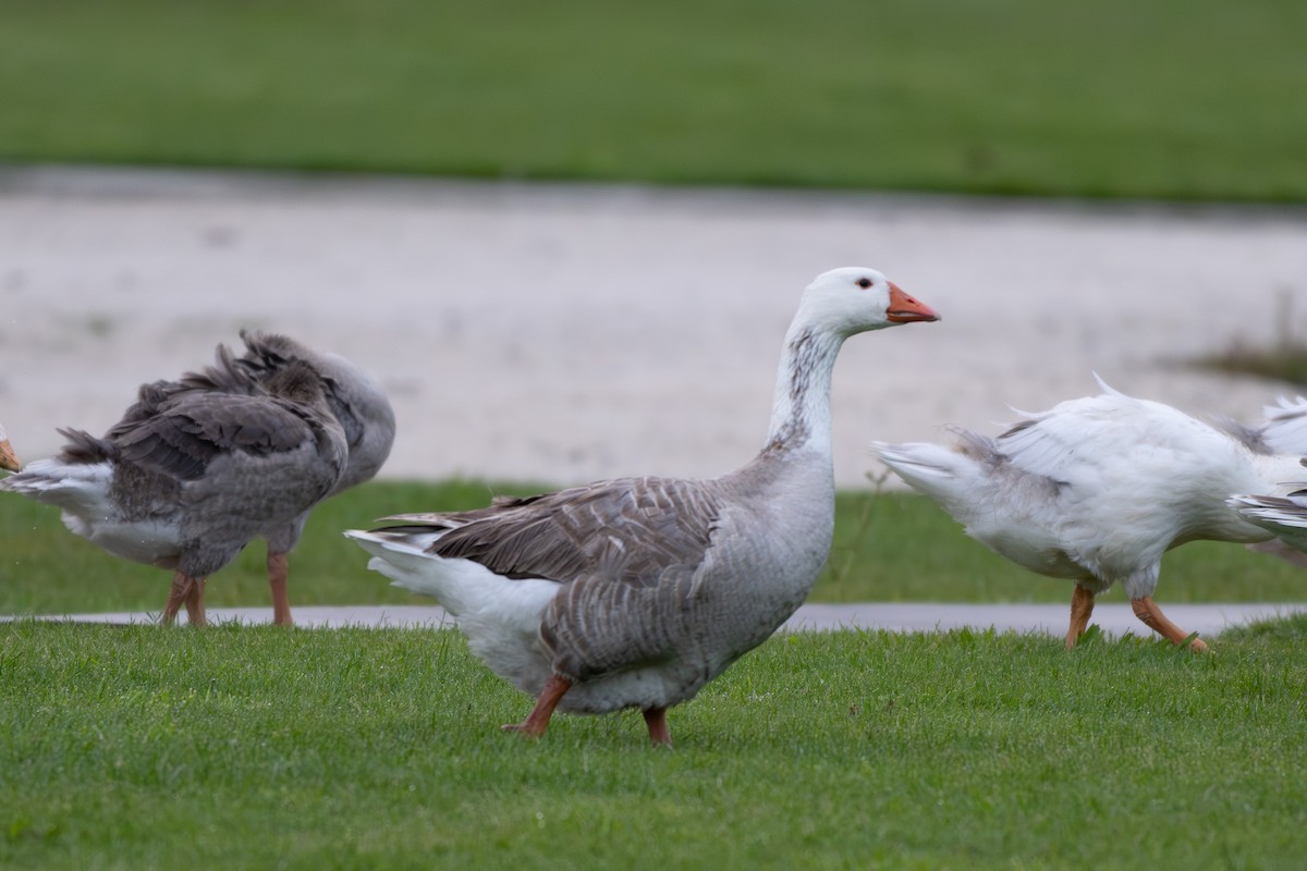 Graylag Goose (Domestic type) - ML646432651