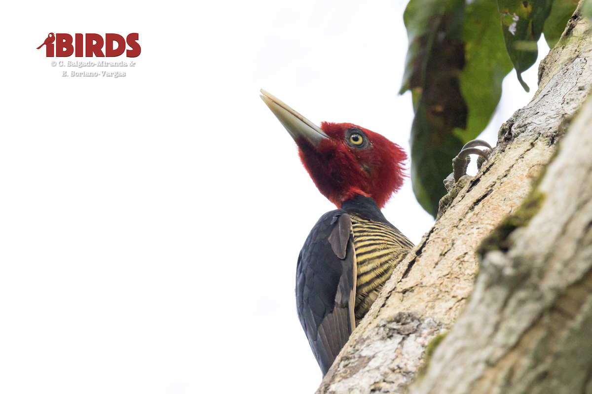 Pale-billed Woodpecker - ML646432652