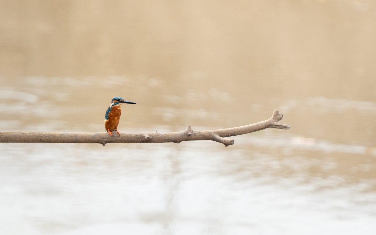 ledňáček říční - ML646432653