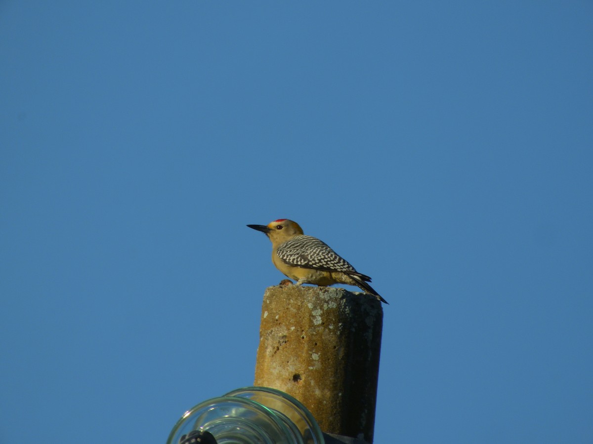 Golden-fronted Woodpecker - ML646432654