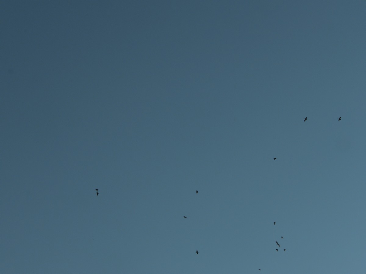 White-fronted Amazon - ML646432655