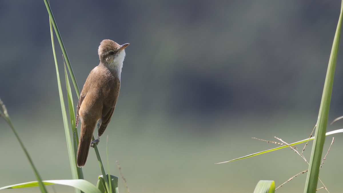 Oriental Reed Warbler - ML646432656