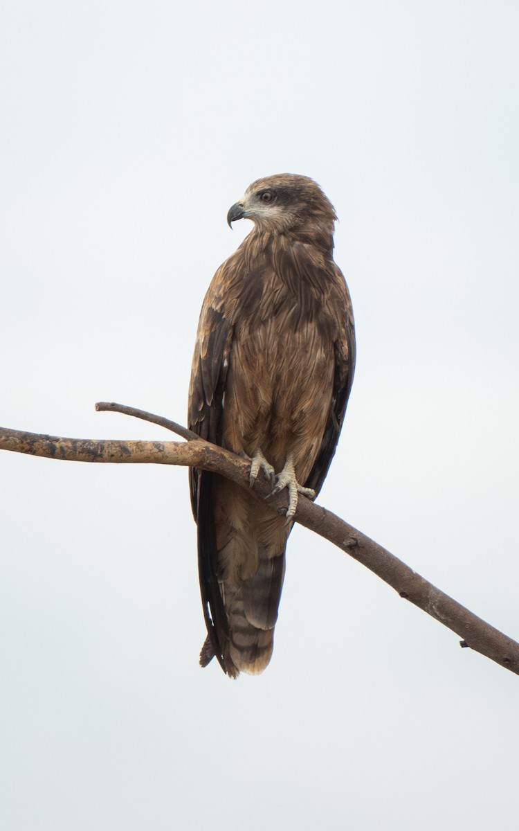 luňák hnědý - ML646432657