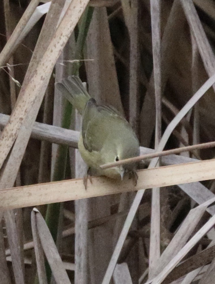 Orange-crowned Warbler - ML646432659