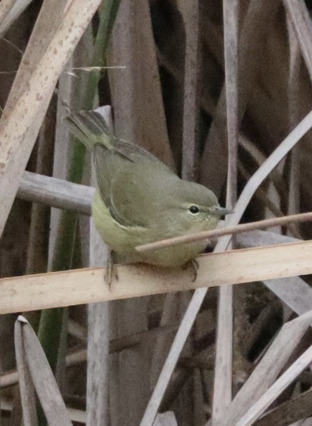Orange-crowned Warbler - ML646432660