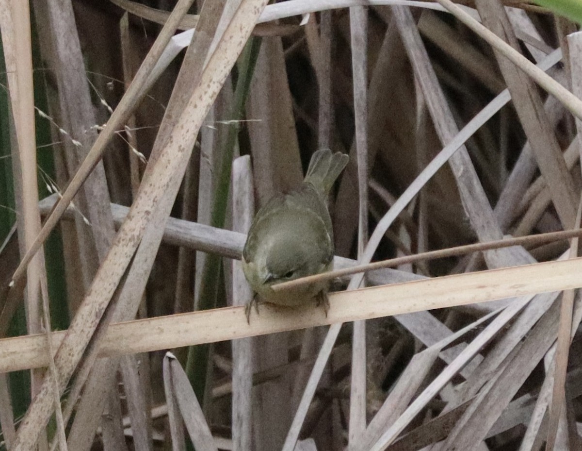 Orange-crowned Warbler - ML646432661