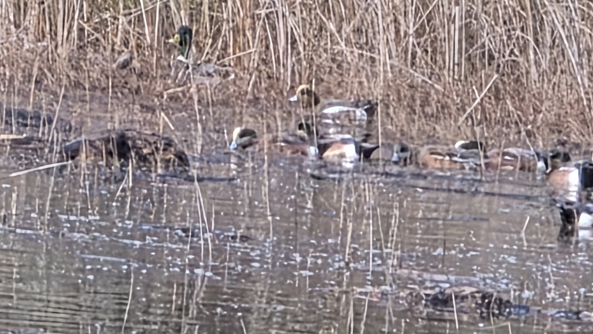 Eurasian Wigeon - ML646432662