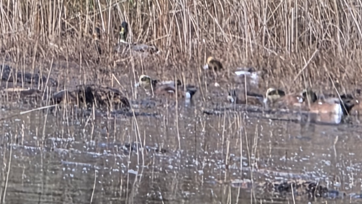 Eurasian Wigeon - ML646432663