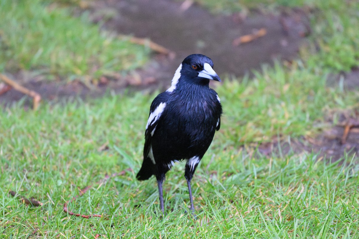Australian Magpie - ML646432664