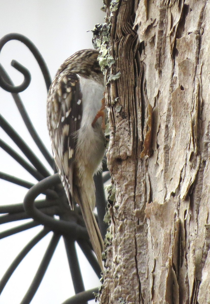 Brown Creeper - ML646432665